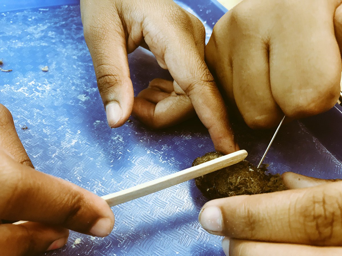 msseigler's tweet photo. Owl pellets were a huge hit! Kids were mesmerized and horrified! Now they want to dissect other things! #cmsd @DickensTigers https://t.co/VoszaHQPkt