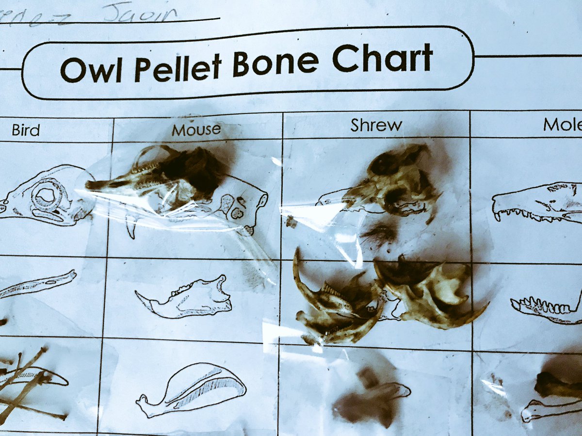 msseigler's tweet photo. Owl pellets were a huge hit! Kids were mesmerized and horrified! Now they want to dissect other things! #cmsd @DickensTigers https://t.co/VoszaHQPkt