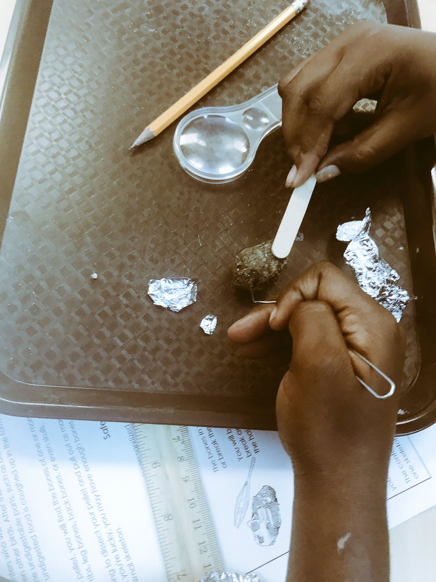 msseigler's tweet photo. Owl pellets were a huge hit! Kids were mesmerized and horrified! Now they want to dissect other things! #cmsd @DickensTigers https://t.co/VoszaHQPkt