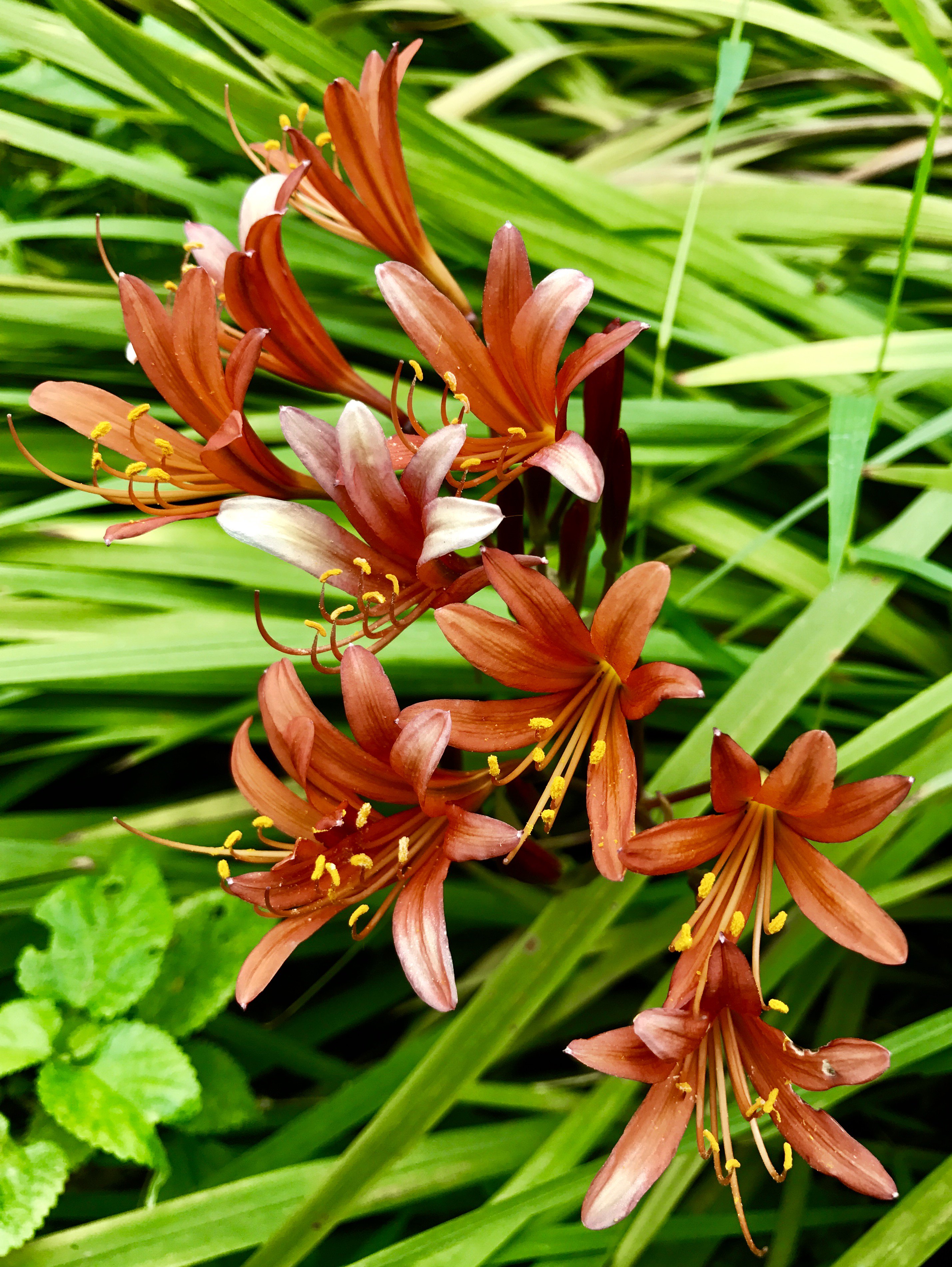 تويتر 福岡大学 على تويتر 七隈花便り キツネノカミソリ 狐の剃刀 Orange Spider Lily 葉 が剃刀に似ていることから 春に伸びる葉は開花時期には落ちる キツネノカミソリのように花と葉が同時に出ることがない特徴のものは 葉見ず花見ず と言われる