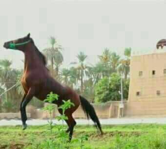 Hakem898's tweet photo. مايعسف المهره غير خيال وما تاخذ القلب الا الاصيله  ومايعقد المرجله غير رجال حتى عروقه نادرات الفصيله https://t.co/01hvZOHVpL