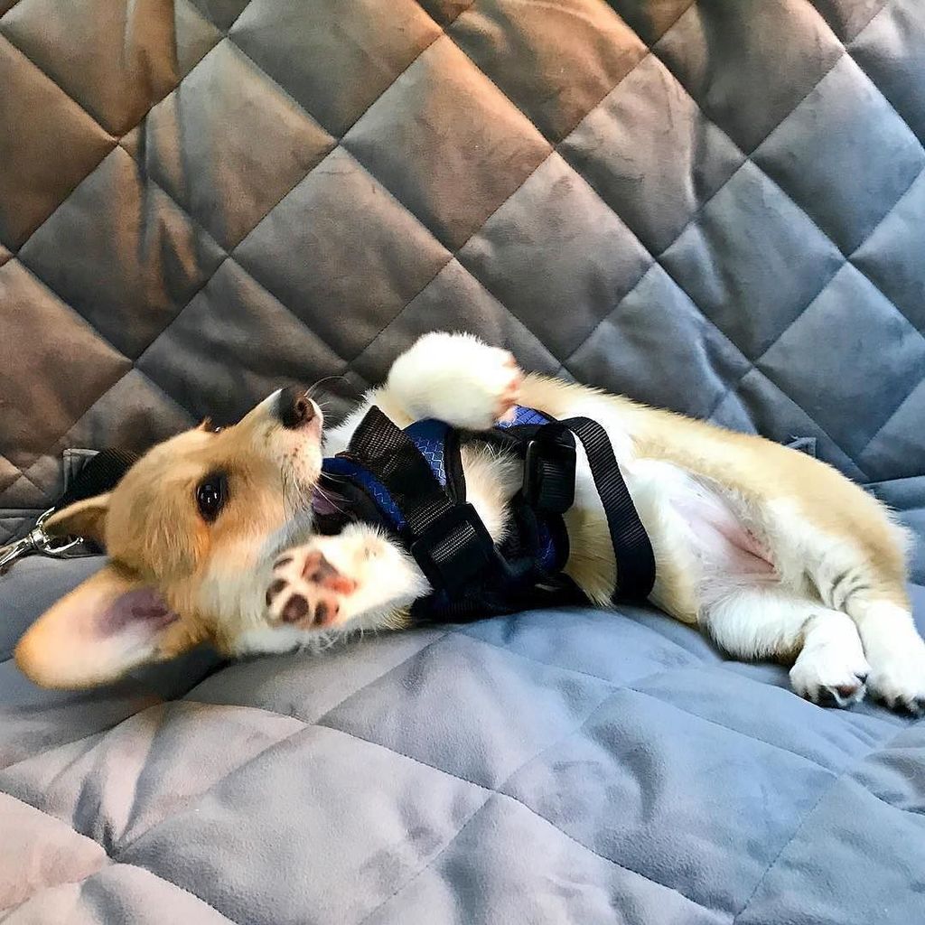 SolvitPets's tweet photo. To say that she loves the new backseat cover would be an understatement. Girl is obsessed with this quilting. 💯🤗
.… https://t.co/IbakWGDsx9 https://t.co/VyntLVNAb4