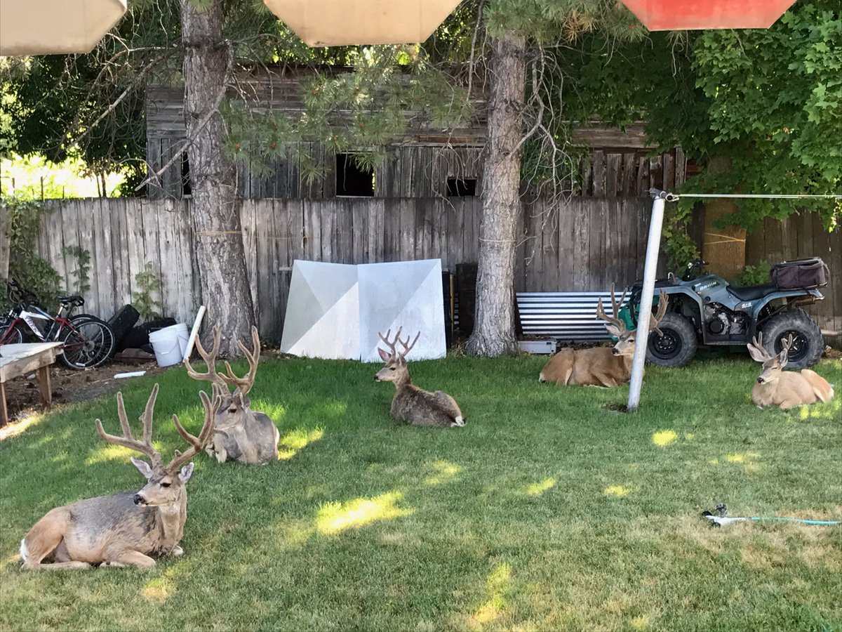 Bachelors paradise #bucks