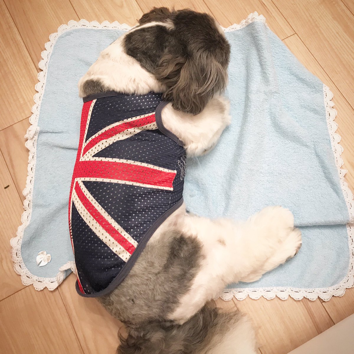 ShihTzu_Picasso's tweet photo. ピカたんと美容院に行ってきました。
ピカたんはとっても良い子に出来ました💖ここはとてもリーズナブルで🐶OKです。千葉にお出での際は是非✨
#Picasso #beautysalon #eyelashes #マツエク #わんこ #ピカソ #千葉
#Eyeroom #アイルーム https://t.co/xIUyB5nmmq