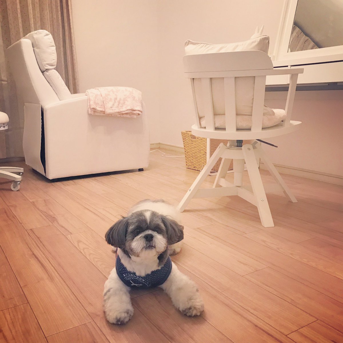 ShihTzu_Picasso's tweet photo. ピカたんと美容院に行ってきました。
ピカたんはとっても良い子に出来ました💖ここはとてもリーズナブルで🐶OKです。千葉にお出での際は是非✨
#Picasso #beautysalon #eyelashes #マツエク #わんこ #ピカソ #千葉
#Eyeroom #アイルーム https://t.co/xIUyB5nmmq