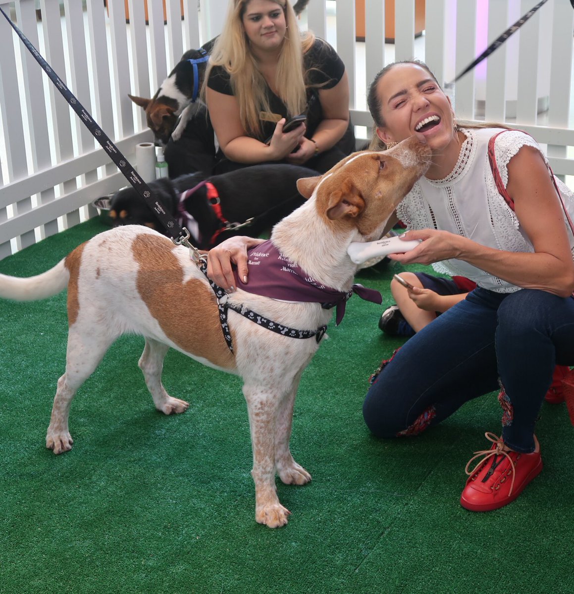 AndreaMinski's tweet photo. ❤️❤️❤️❤️let's adopt a 🐶🐶 thank you @ResidenceInn for your adoption campaign #ridogdaysofsummer https://t.co/JHaQfVUJtH