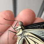 虫注意 変な飛び方をしているアゲハをよく見ると頭が幼虫のまま羽化していた これが蛹化不全 蜜吸えないのかな Togetter 虫注意 変な飛び方をしているアゲハをよく見ると頭が幼虫のまま羽化していた これが蛹化不全 蜜吸えないのかな Togetter