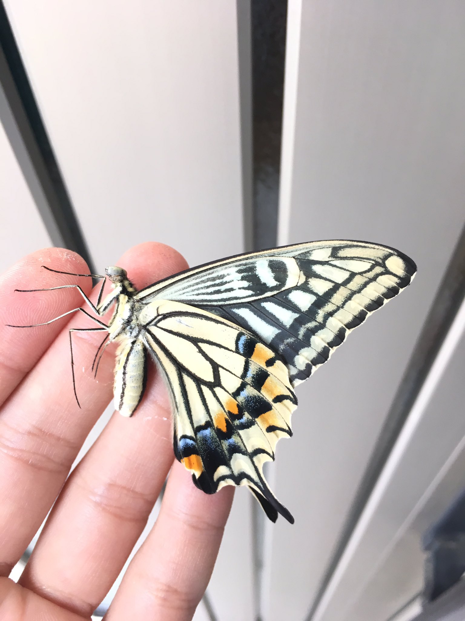 この蝶何かがおかしい 顔をよく見たら普通の蝶と違う顔に驚きを隠せない 話題の画像プラス