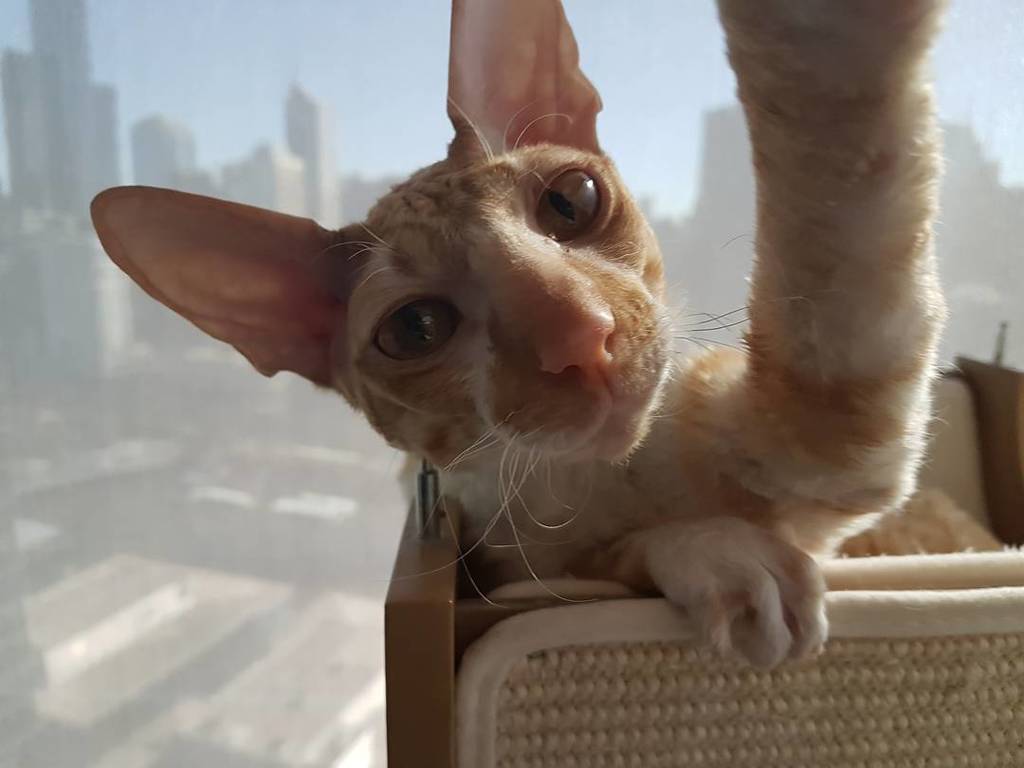 KobiSabi's tweet photo. Selfie time #selfie #catselfie #rex #cornishrex #catstagram #catsofinstagram https://t.co/jJfQih148B https://t.co/HxfSyYDEC7