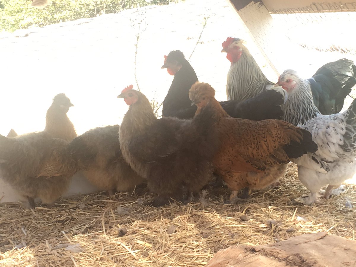 OliviaaMaurer's tweet photo. I'm in love with my ladies😍🐔 https://t.co/3v4lY334Bs