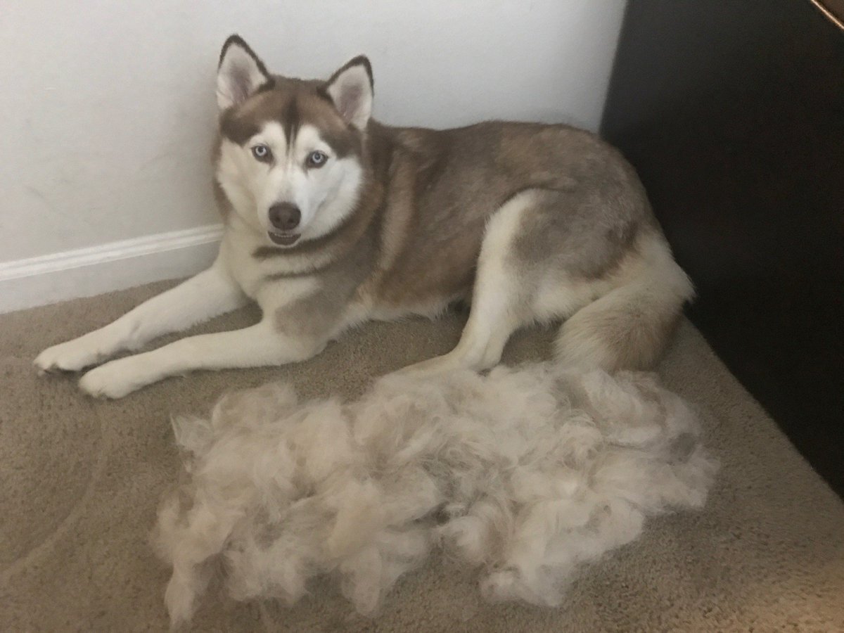 BratJhinga's tweet photo. @dog_rates My husky just gave birth to another husky! https://t.co/D1PX5dVuXL