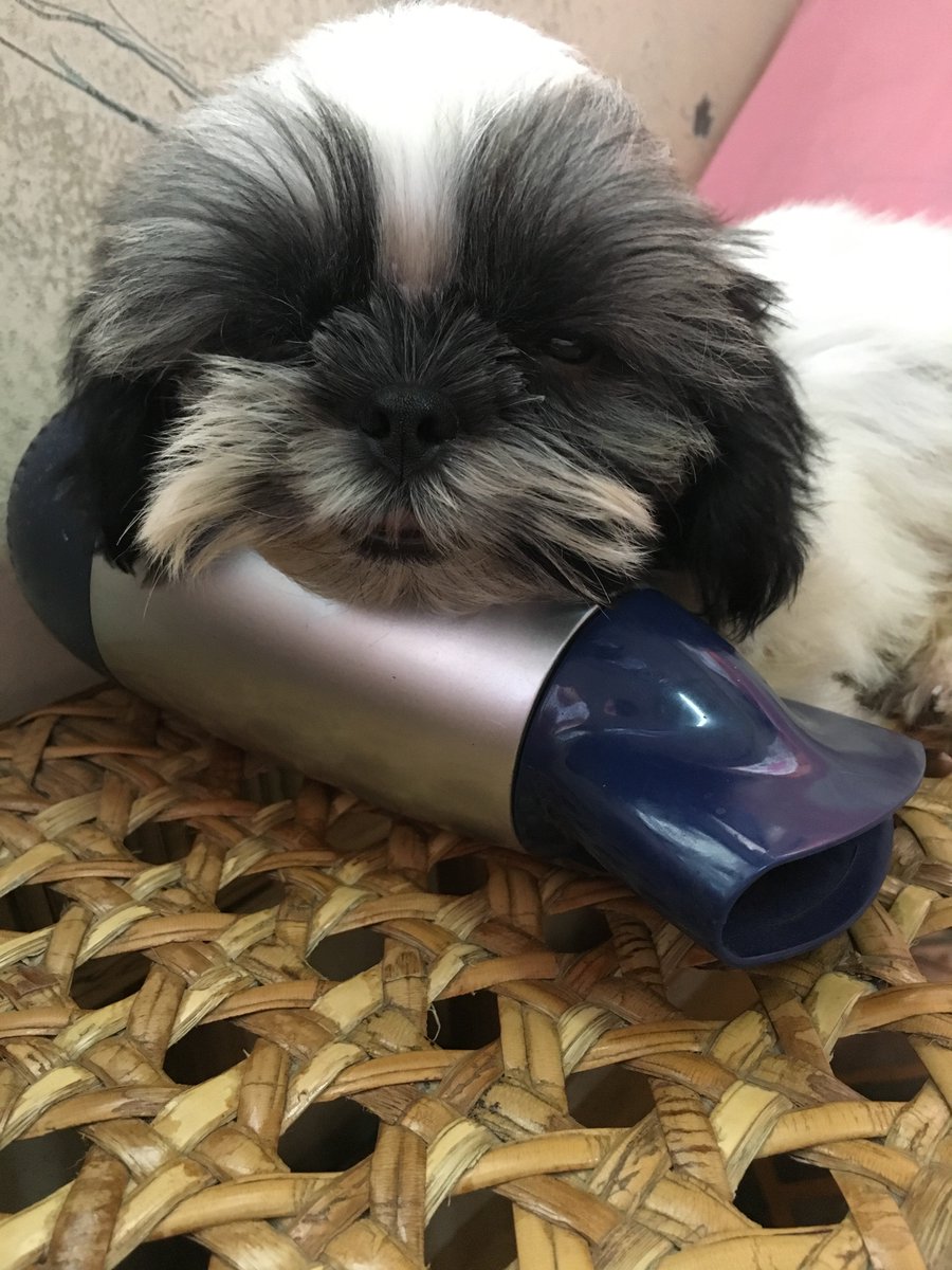 casperchiuuuuuu's tweet photo. Bagong ligo bebe ko 🐶🐶🐶 https://t.co/vTsueTKwNG