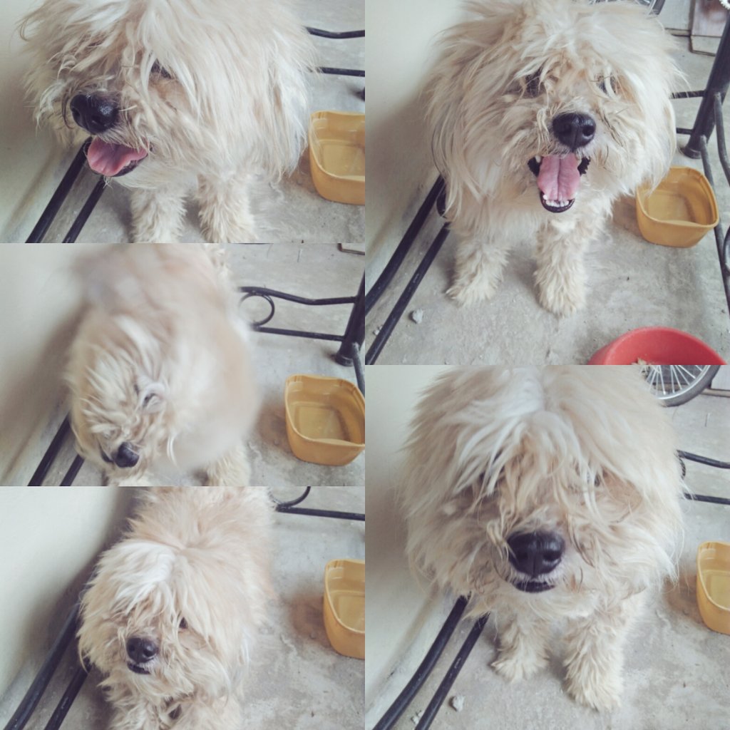 yahwehangel7's tweet photo. Buy me please! Awww!! 🐶 May kapalit na kay baby pochie. 😻💕😘 #future #kasambahay #pet #shihtzu #LoveWhite https://t.co/XT6wkTvZJ5