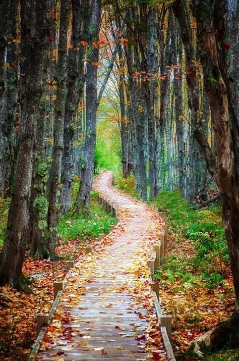 Wander_photos's tweet photo. Acadia National Park, Maine https://t.co/lm8zpwTp1I