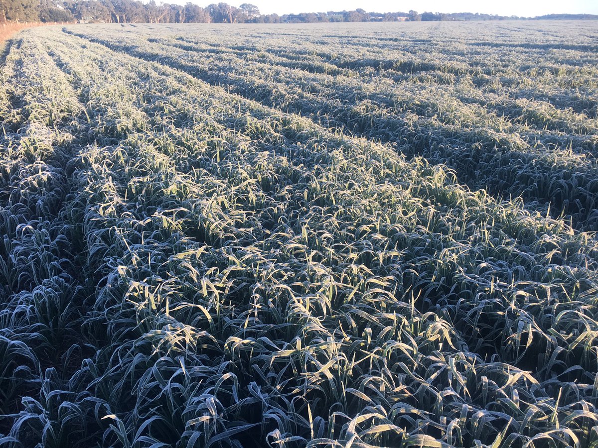 pluckypindari's tweet photo. I hope we don't see mornings like this in a month or so 😬#frost https://t.co/75BZzCiN4X