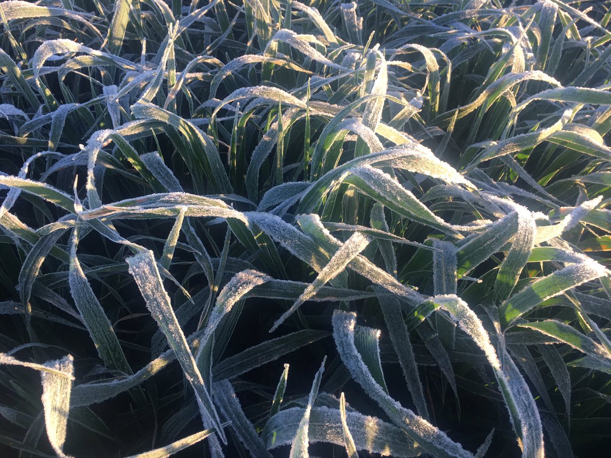 I hope we don't see mornings like this in a month or so 😬#frost