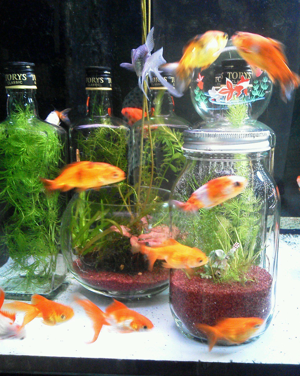 どんぶり金魚 ボトルアクア推進月間 金魚 褒められて伸びる 調子込む オヤジ 二本ビンが増えました ボトルアクアリウム を沈めちゃった 絶対に食べられない水草 横浜 よこいち T Co Mx6f9vopbq Twitter
