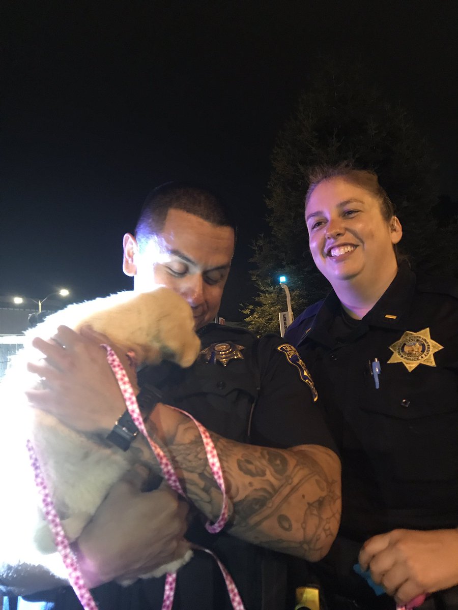 steph_boorstin's tweet photo. I got pulled over by a cop and they told me they wouldn't write me a ticket if they could hold Elle.. the power of puppies https://t.co/MdeXPOcV0T