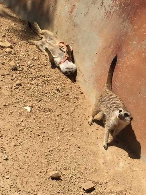 ミーアキャットのtwitterイラスト検索結果 古い順