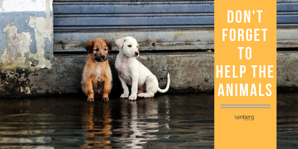 IsenbergIndia's tweet photo. Hey #Mumbai, it's time to be vigilant, yet kind. If you're safe, try help the less unfortunate, like little animals.
#MumbaiRains https://t.co/mANOfNj3G5