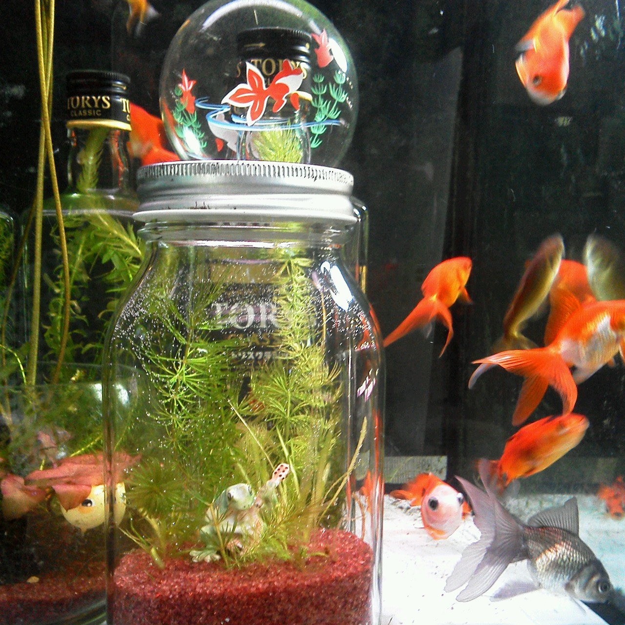 どんぶり金魚 ボトルアクア推進月間 Odekopin1 金魚 カエル さんズームアップ 間口が広いとレイアウトできる ボトルアクアリウム を沈めちゃった 絶対に食べられない水草 ニムファ 横浜 よこいち T Co Imcvcja4z8 Twitter