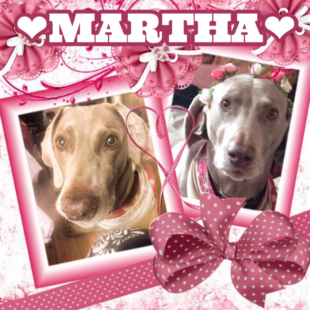 Moorviewkennels's tweet photo. Martha 10y #weimarama arrived this week & urgently needs foster/furever home. Has lived with ๐บ&๐ถ#dogtweets #AdoptMe #Yorkshire #RescueDogs https://t.co/Efttrty2DX