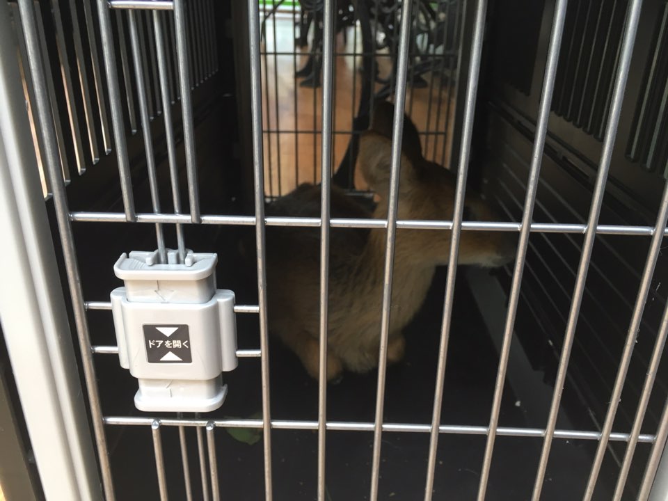 2017.8.30(수) 분당구 환경위생과(과장 류행기)에서는 율동공원쪽에서 다리를 다친 고라니를 구조하여 무사히 병원으로 인계하였습니다. 넘 예쁜 새끼 고라니죠? #성남시  #분당구청