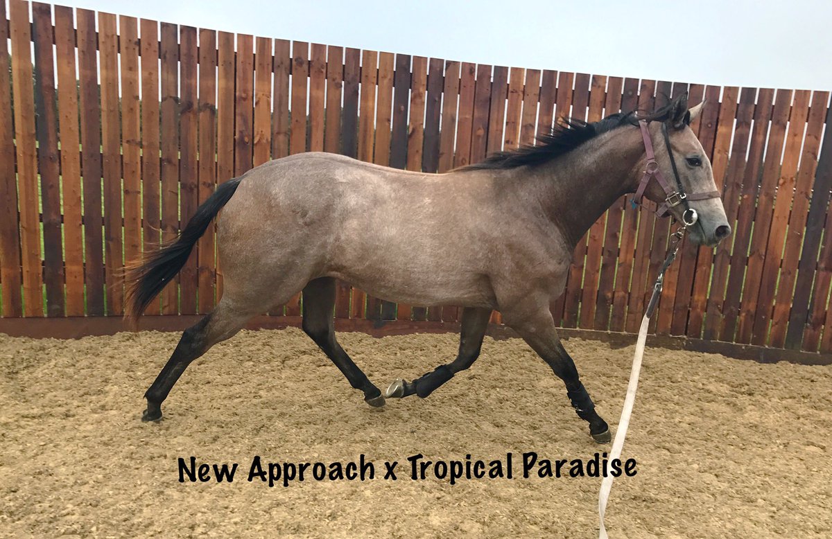 wickhamwicks's tweet photo. @Tattersalls1766 Book 1 filly by New Approach x Tropical Paradise #workingmachine https://t.co/OEryEfE1Of