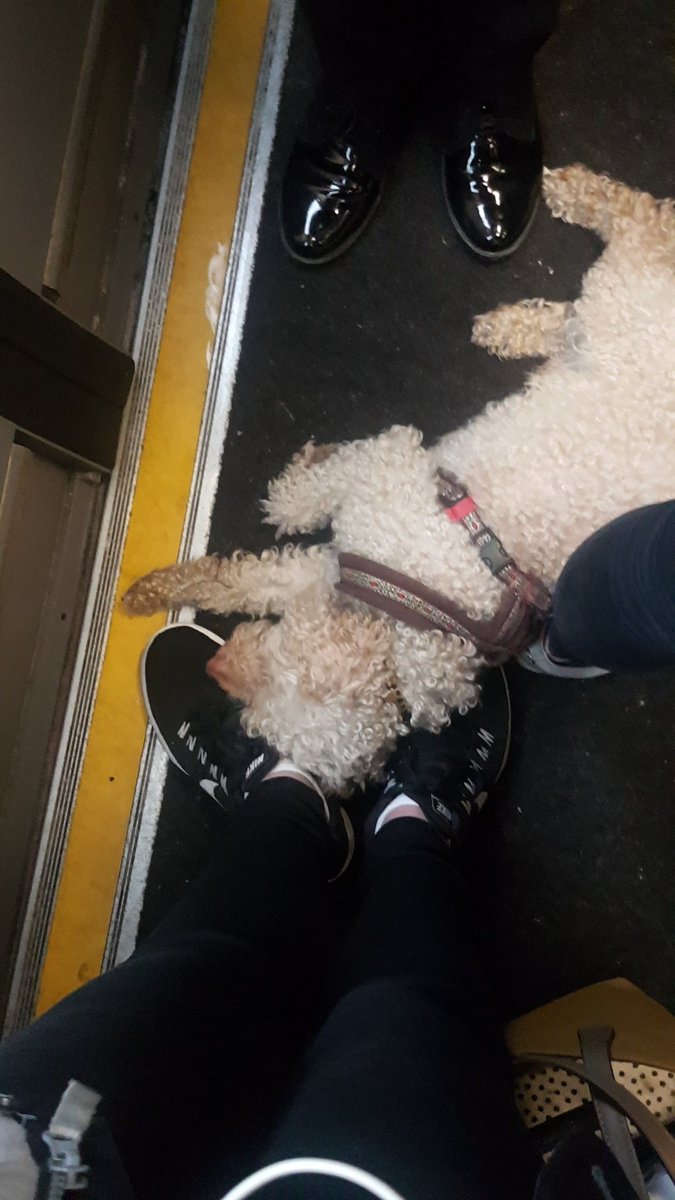 serb_it_out's tweet photo. Everyday this dog gets comfortable on my feet 😂🐶 #Trainbuddy https://t.co/WfSG3l179M