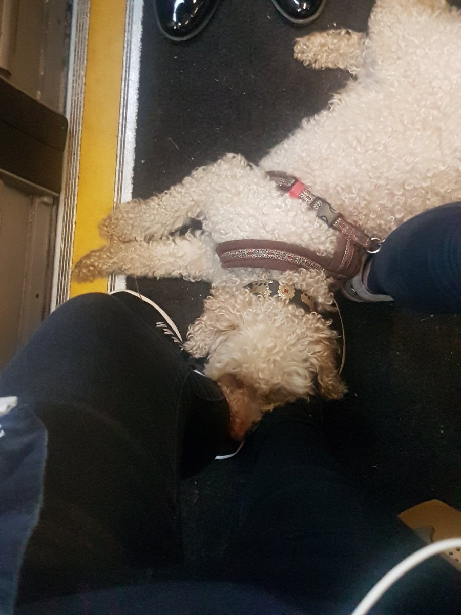 serb_it_out's tweet photo. Everyday this dog gets comfortable on my feet 😂🐶 #Trainbuddy https://t.co/WfSG3l179M