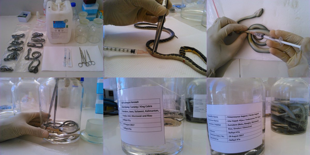 Preservation of Snake Specimens in Liquids | Balai Besar Karantina  Pertanian Surabaya
