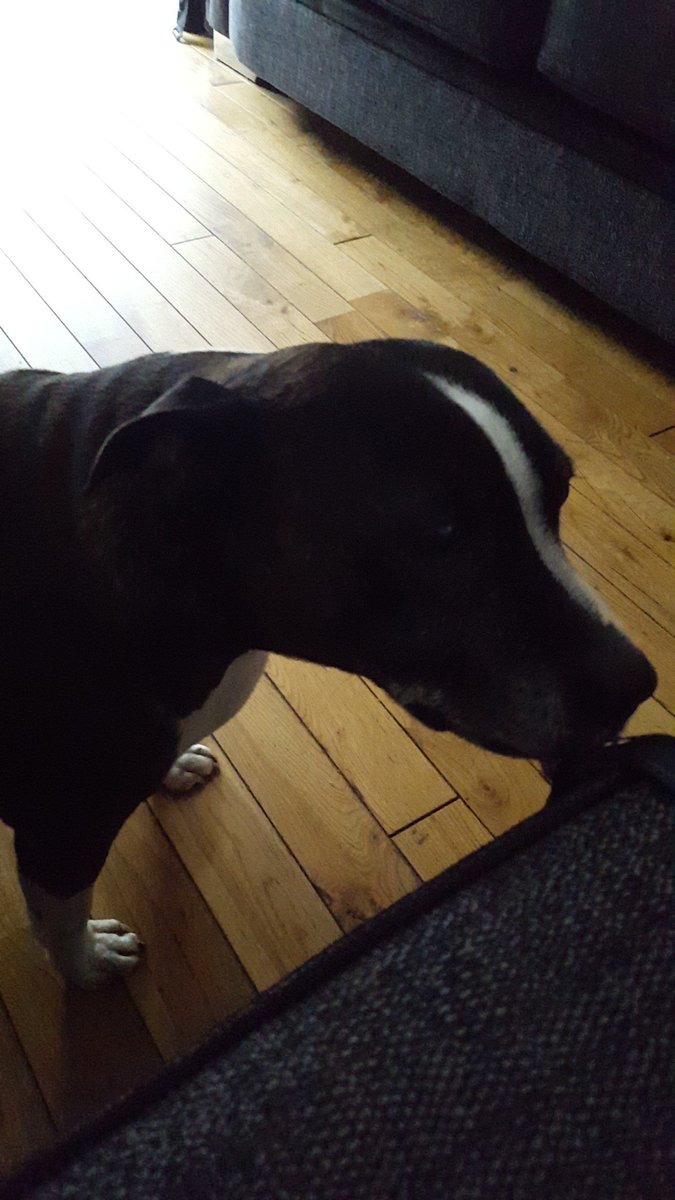weepaulene's tweet photo. Walk time πΆ #staffy #tess #furrychops β€ https://t.co/JlmFKMz4E1