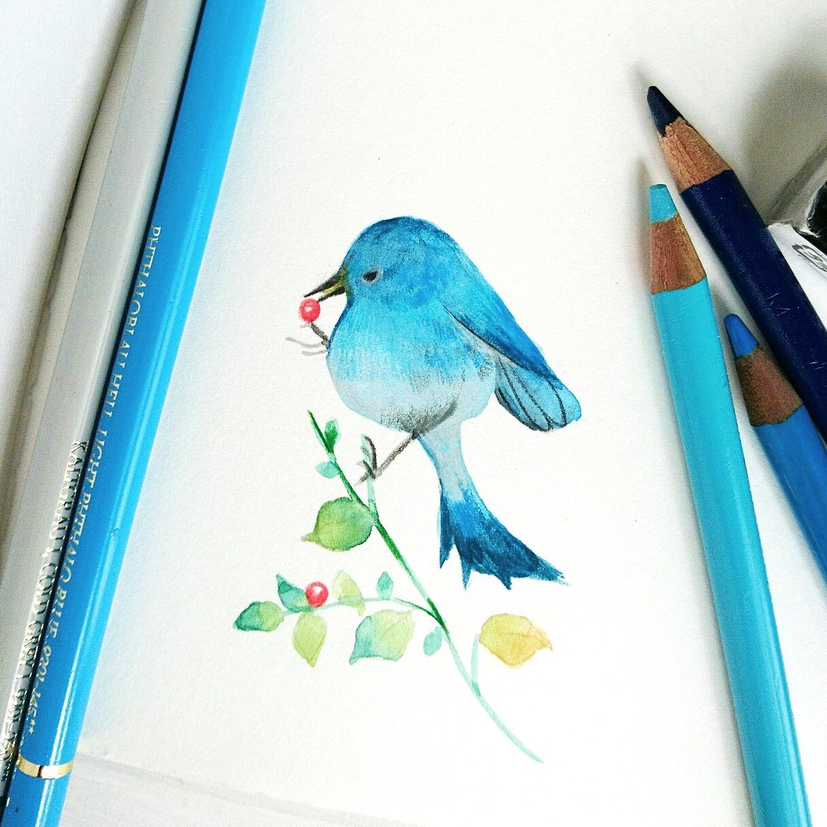 ミヨシヒロミ No Twitter 幸せを運ぶ青い鳥 マウンテンブルーバード イラスト 鳥 絵 鳥好き 不透明水彩 色鉛筆 ９月１日からやっと２学期が始まって 心おだやかな生活がやってくる 長かった夏休み 頑張った 自分