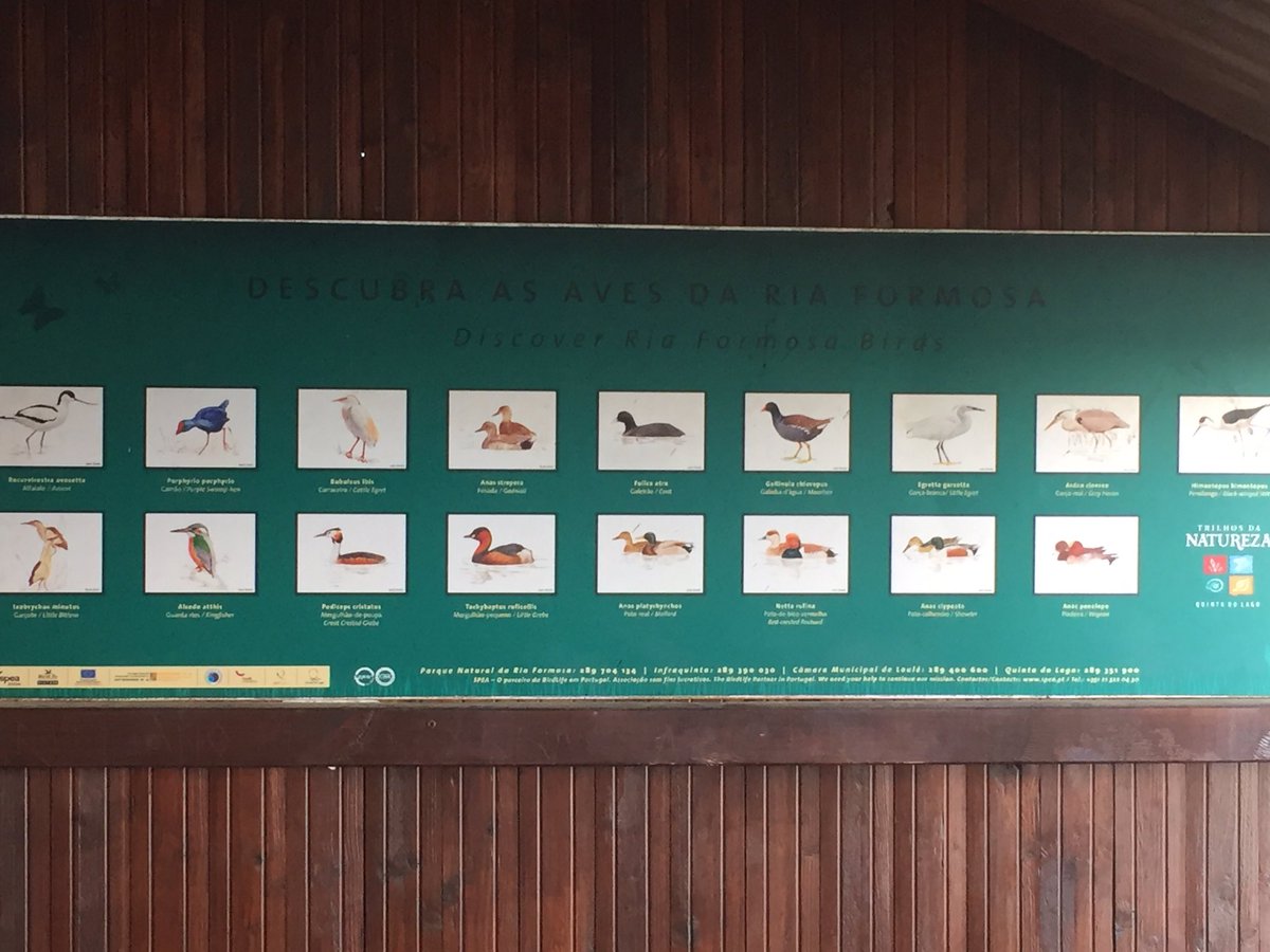 KnightCE's tweet photo. @Kimpton_Primary birdwatching... 'I can see a flamingo...' hmmm. 'I can also see lots of golf balls'! #50thingstodosummer2017 https://t.co/aDL15YKewN