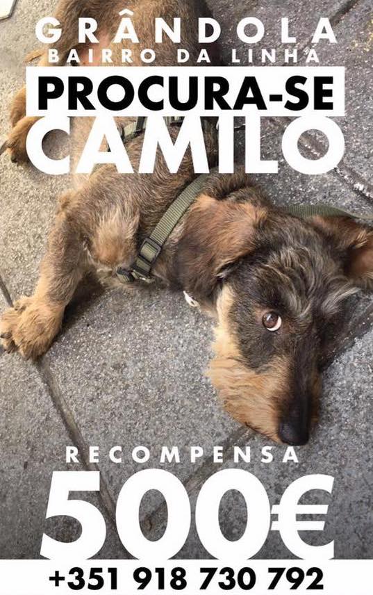 buscandoacamilo's tweet photo. Wooof! Bom dia 🐾 Eu ainda estou perdido…💔🐕 
#buscandoacamilo 🆘🙏🏼🍀🇵🇹 #AJUDA https://t.co/vh4ePhsJSj