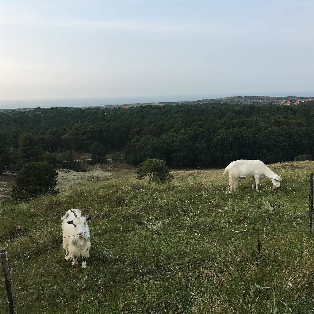 Inselziegen. #segeln #travel #travelphotography #travelgram #vlieland #holland #landausflug ift.tt/2xwvNi9
