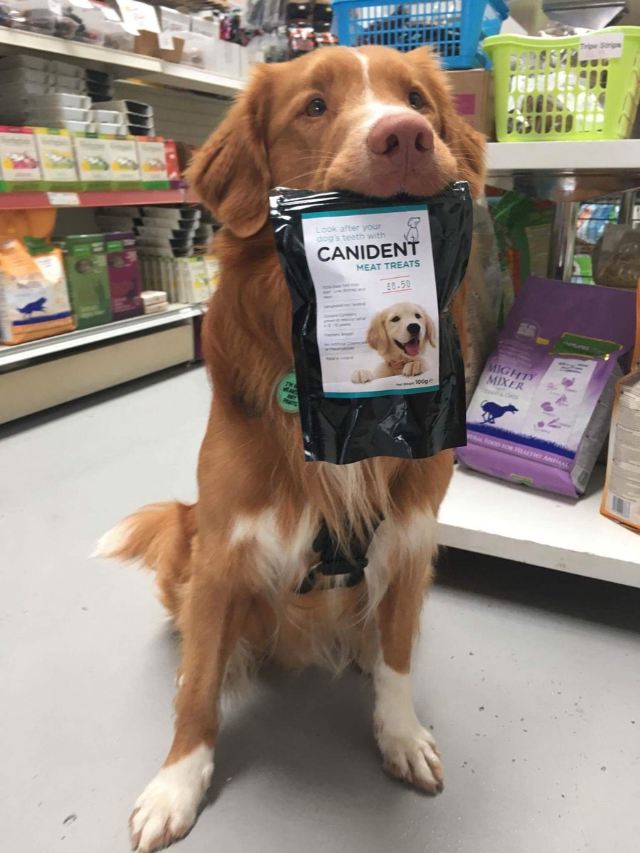 RedpawProducts's tweet photo. #Canident for clean and healthy #canine #teeth, amazing results @BaloosBlog @GoodVetGuide #dogs https://t.co/DXS8Q8JCA2