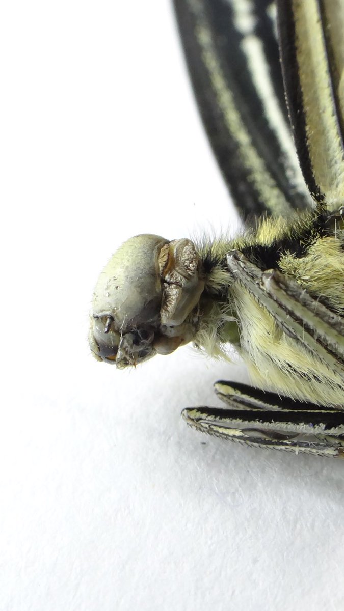 虫注意 変な飛び方をしているアゲハをよく見ると頭が幼虫のまま羽化していた これが蛹化不全 蜜吸えないのかな Togetter