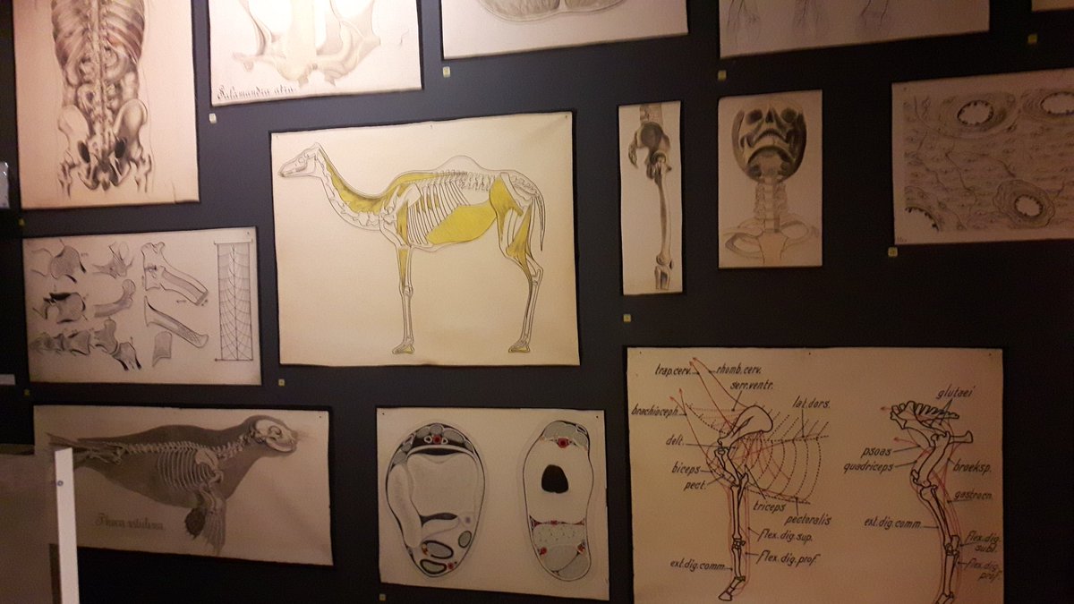 paleomanchester's tweet photo. Love the medical posters @unimuseum #MMObjectLessons @McrMuseum @Aristolochia @HerbariumDonna @MuseumInsight https://t.co/vo5Q22y2QQ