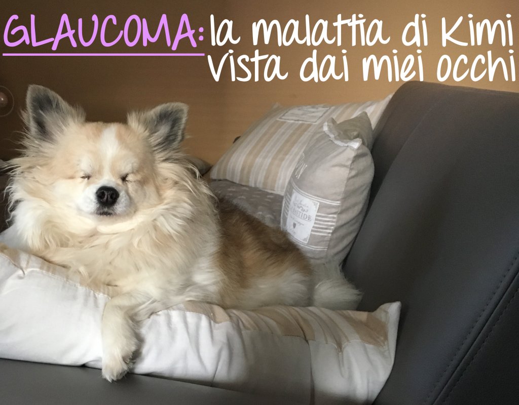 2littledogsblog's tweet photo. GLAUCOMA: la malattia che ha colpito Kimi vista dai miei occhi https://t.co/ykgwiGaxG1 https://t.co/j5gbohpS6L