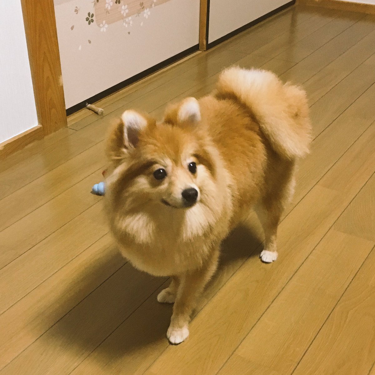 白鷺 本日は2回目のトリミング 念願のたぬきカットです ラルフはたぬき顔やから たぬきカットにしたら よりたぬき 感が出る さすがたぬきカット でも毛がモフモフで可愛いです ポメラニアン