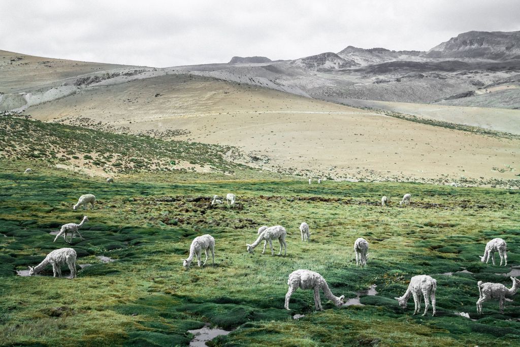 PeruCamps's tweet photo. Some of Peru's iconic alpacas! https://t.co/tKY6jdmaMo