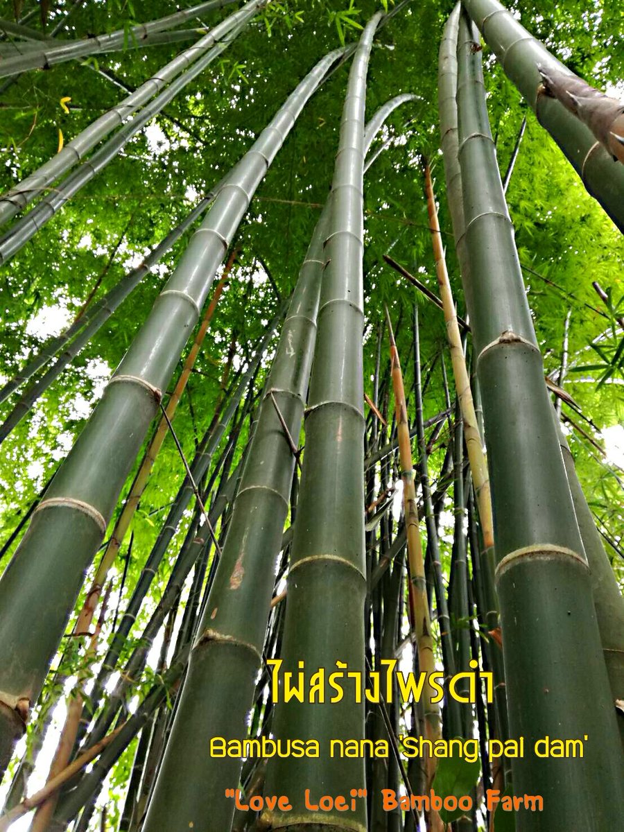 Love Loei Bamboo Forest