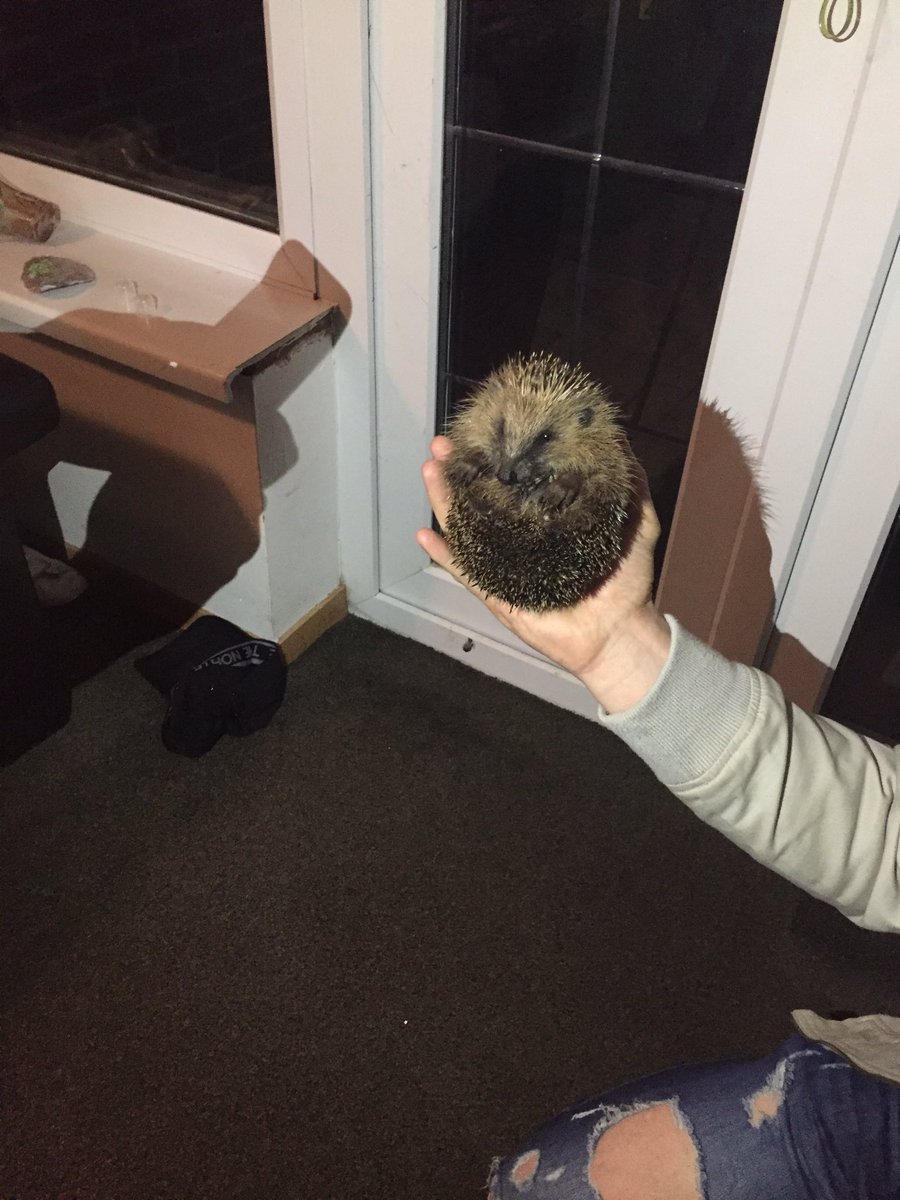 tkierann's tweet photo. Meet edgy hedgy🔥 https://t.co/pdcK47fo5J