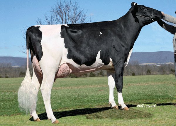 SelectSiresInc's tweet photo. New YODER daughter photo: Ocd Yoder Enrich 3844-ET (GP-83) Thomas T. Mercuro, Rocky Ridge, MD #genderSELECTed #FeedPRO #CalvingEase https://t.co/S83kOhNJmA