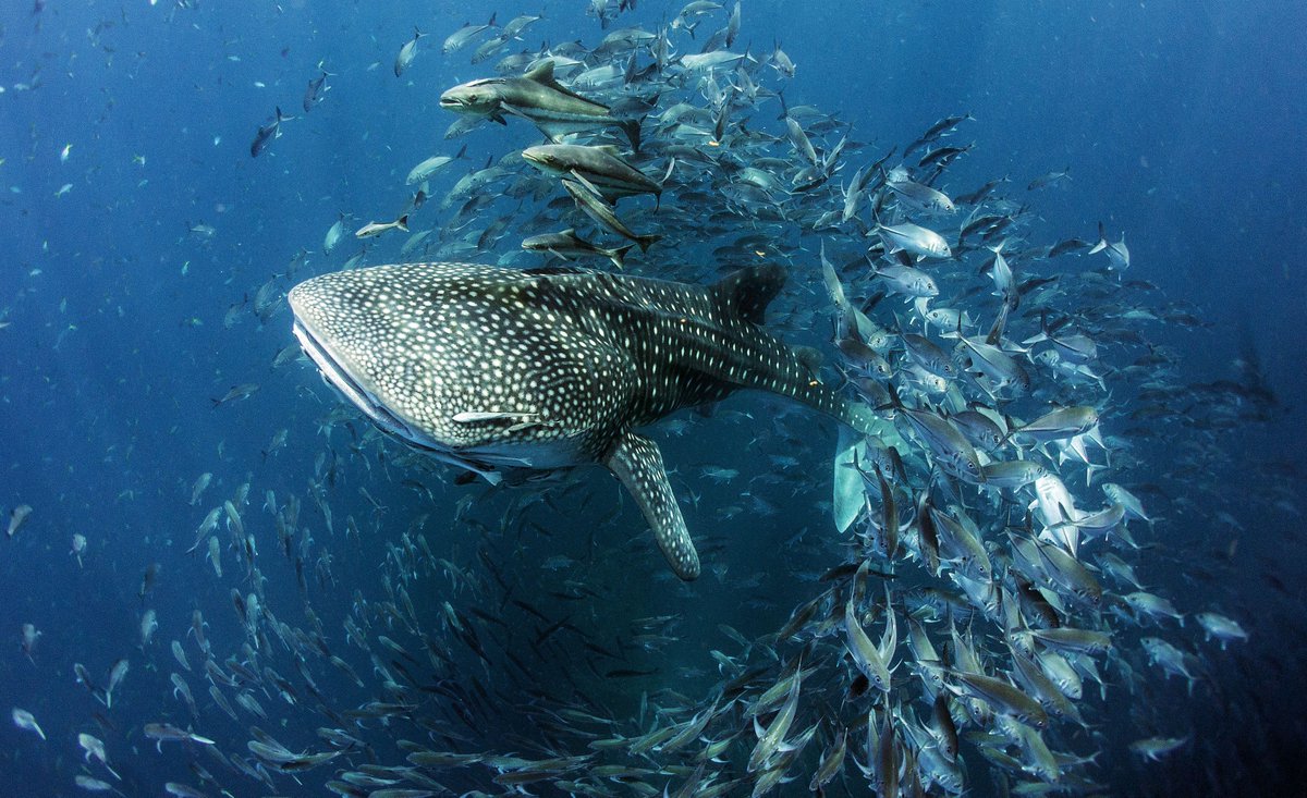 WhaleSharkRocky's tweet photo. #InternationalWhaleSharkDay is a WHALEy busy day for me!!! 😆🐋🦈 https://t.co/LSuZhuL8ot