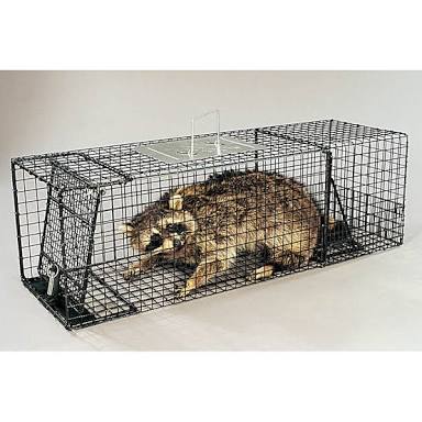 We Caught a Zoo
#ThisMovieIsCruel