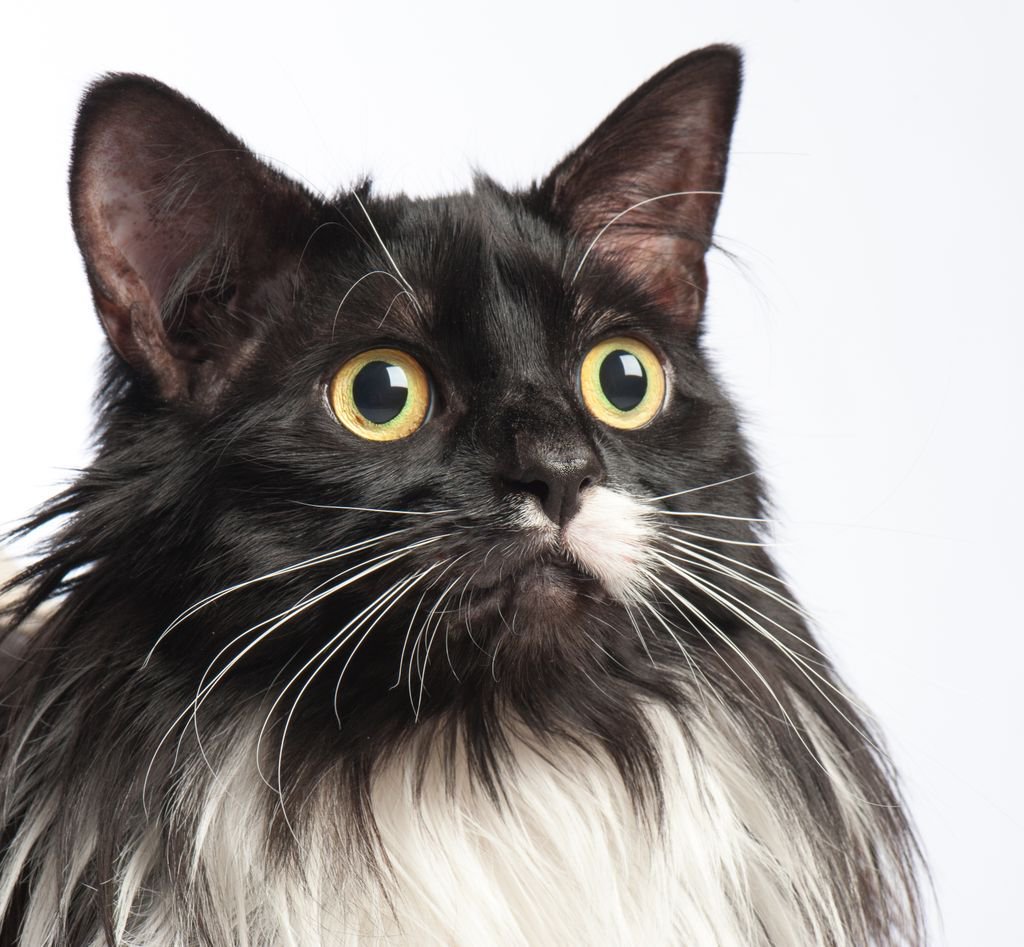 RoyalVetCollege's tweet photo. RVC research reveals scale of young cats' vulnerabilty to road traffic accidents and trauma #VetCompass. Read more ๐ https://t.co/vNRleQkOdH https://t.co/mNOkz7BoQA