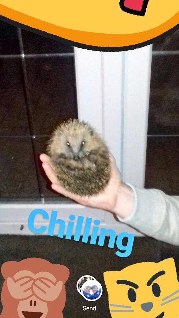 KieranTapson's tweet photo. This hedgehog wanted to join mine and @tkierann 's sleep over https://t.co/3zMQmgUD3J