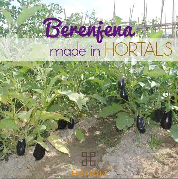 hortals's tweet photo. La cosecha de @berenjenas de este año nos tiene locos 🍆😍 https://t.co/frd8P1ypNk